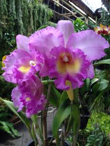 Rhyncholaeliocattleya Mahina Yahiro