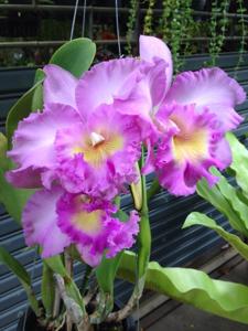 Rhyncholaeliocattleya Mahina Yahiro