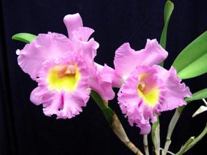 Rhyncholaeliocattleya Mahina Yahiro