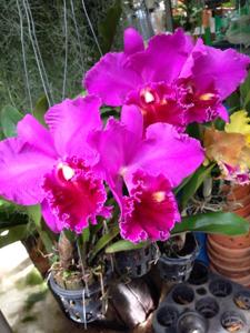 Rhyncholaeliocattleya Lucky Strike