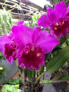 Rhyncholaeliocattleya Lucky Strike