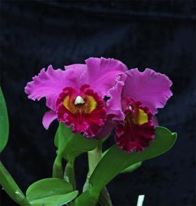 Rhyncholaeliocattleya Lucky Strike