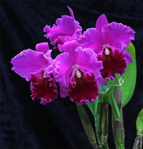 Rhyncholaeliocattleya Lucky Strike