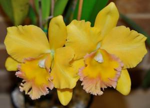 Rhyncholaeliocattleya Malworth