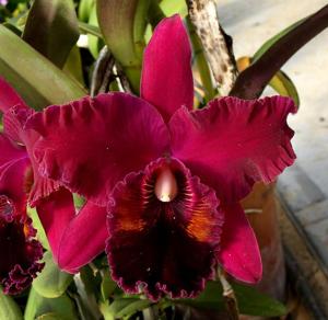 Rhyncholaeliocattleya Oconee