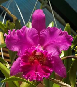 Rhyncholaeliocattleya Norman's Bay