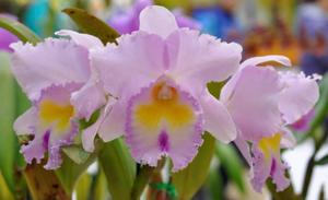 Rhyncholaeliocattleya Pamela Hetherington