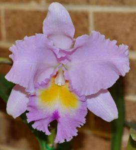 Rhyncholaeliocattleya Pamela Hetherington