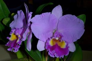 Rhyncholaeliocattleya Sylvia Fry