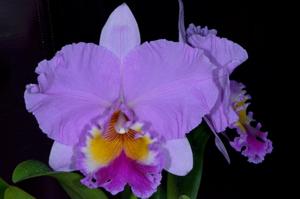 Rhyncholaeliocattleya Sylvia Fry