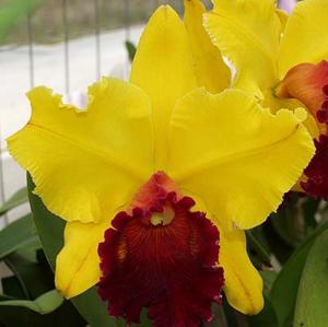 Rhyncholaeliocattleya Toshie Aoki