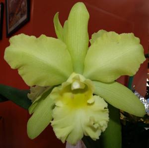 Rhyncholaeliocattleya Three Suns