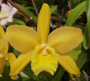 Rhyncholaeliocattleya Waikiki Gold