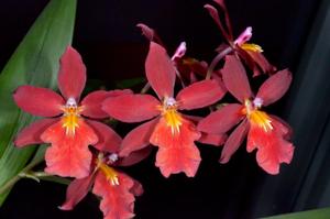 Oncidopsis Living Fire