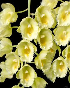 Clowesetum White Magic