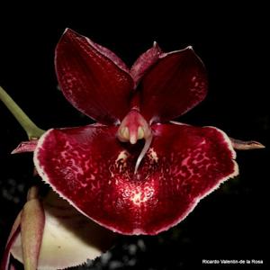 Catasetum Orchidglade