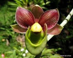 Catasetum Orchidglade