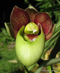 Catasetum Orchidglade