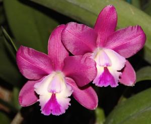 Cattleya Olenus (1904)