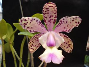 Cattleya Brabantiae