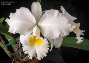 Cattleya Bob Betts