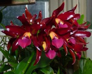 Cattlianthe Chocolate Drop