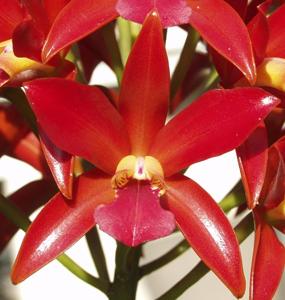 Cattlianthe Chocolate Drop