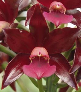 Cattlianthe Chocolate Drop