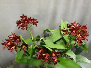 Cattlianthe Chocolate Drop