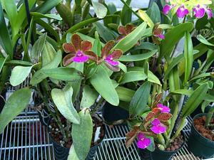 Cattleya Fascelis