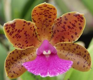 Cattleya Fascelis