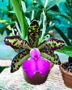 Cattleya Fascelis