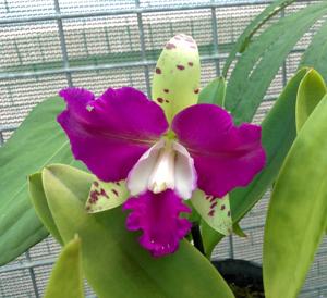 Cattleya Gene May