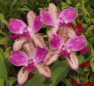 Cattleya Hawaiian Variable