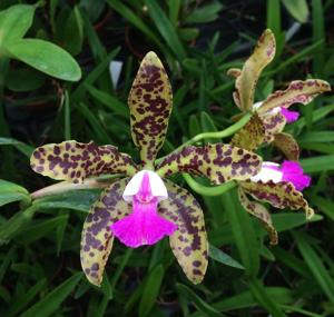 Cattleya Landate