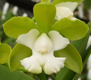 Cattleya Landate