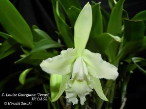 Cattleya Louise Georgianna