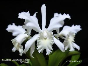 Cattleya Louise Georgianna