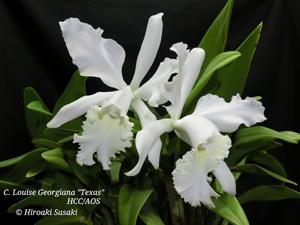 Cattleya Louise Georgianna