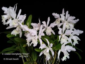 Cattleya Louise Georgianna