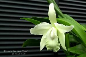 Cattleya Louise Georgianna