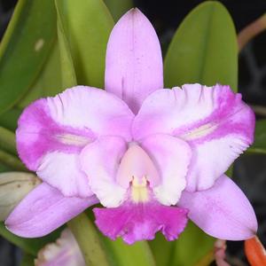 Cattleya Little Dipper