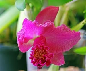 Cattleya Nigrella