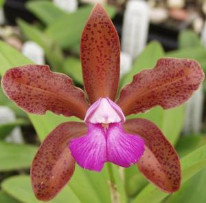 Cattleya Mrs. Mahler