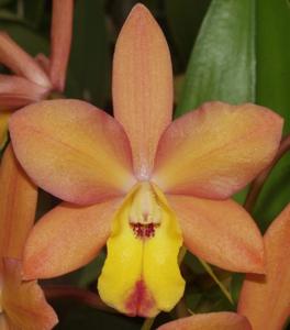 Cattlianthe Orchidglade