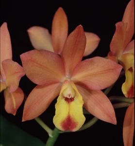 Cattlianthe Orchidglade