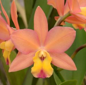 Cattlianthe Orchidglade