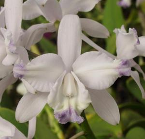 Cattleya Claesiana Alba