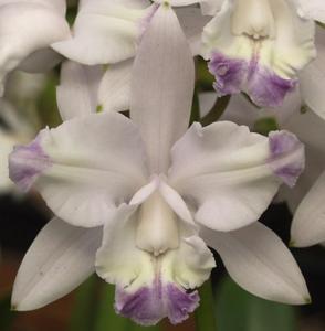 Cattleya Claesiana Alba