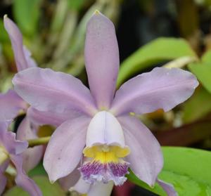 Cattleya Pittiae